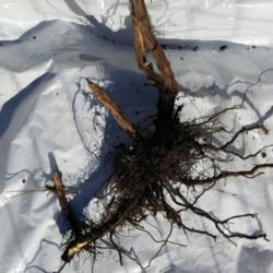 Location: Magnolia, Texas
Date: Feb 2021
Partial root system of winter kill A B basil plant, stalk split i