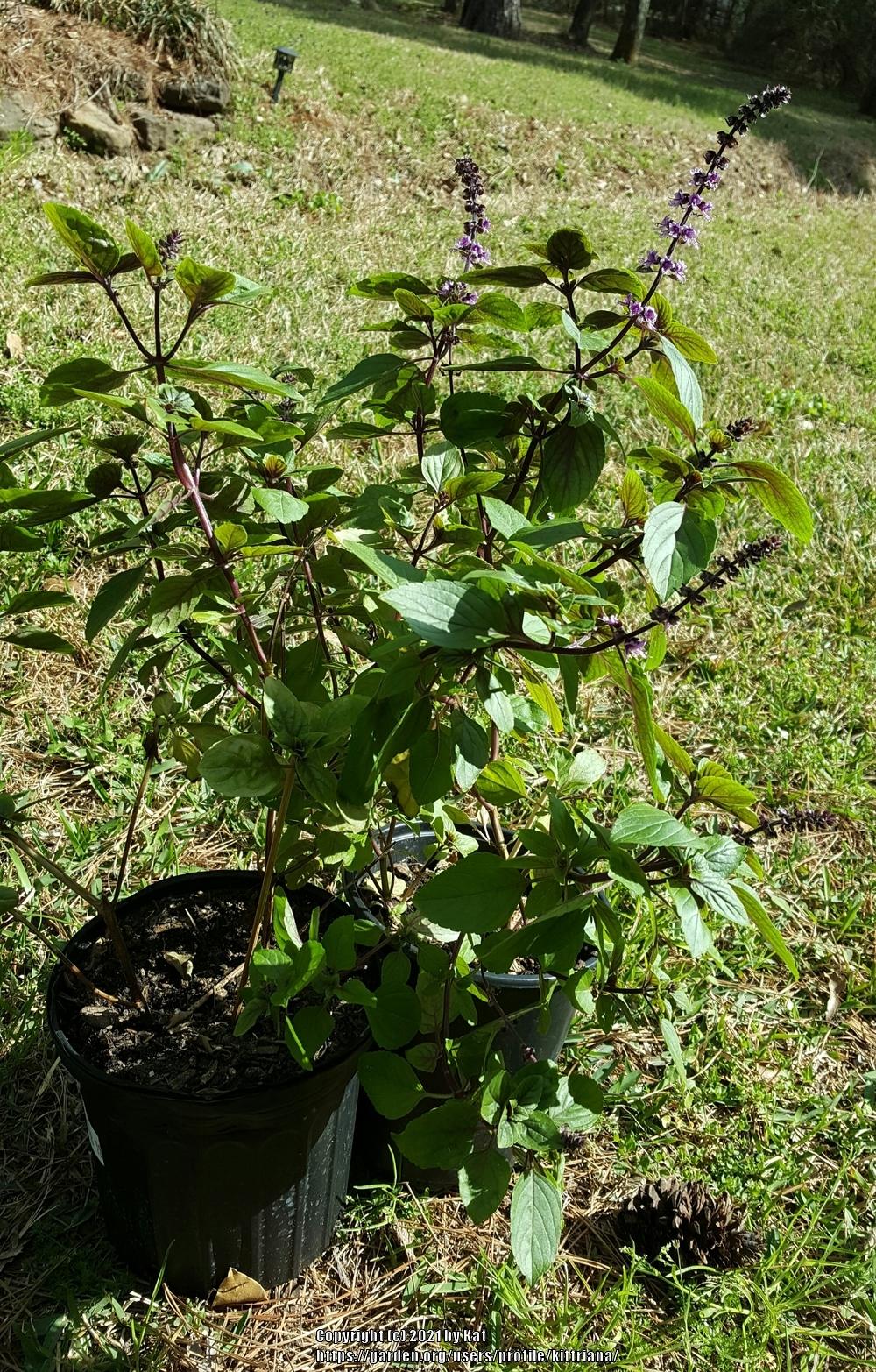 Photo of African Blue Basil (Ocimum 'African Blue') uploaded by kittriana