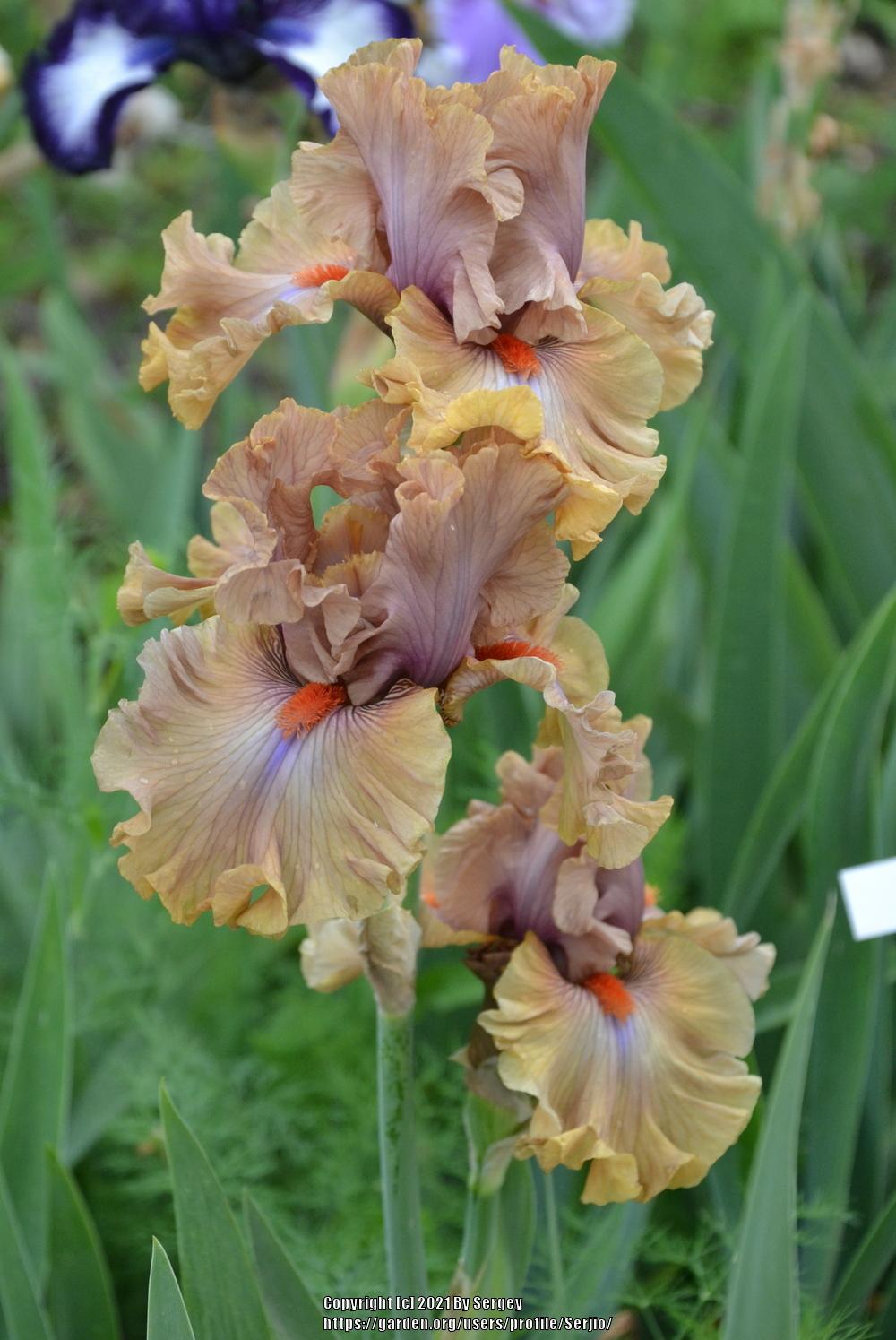 Photo of Tall Bearded Iris (Iris 'Jealous Guy') uploaded by Serjio