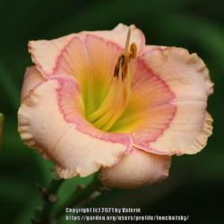Location: My Garden, Ontario, Canada
Date: 2020-08-10
A gorgeous, soft pink daylily with a beautiful eye zone.