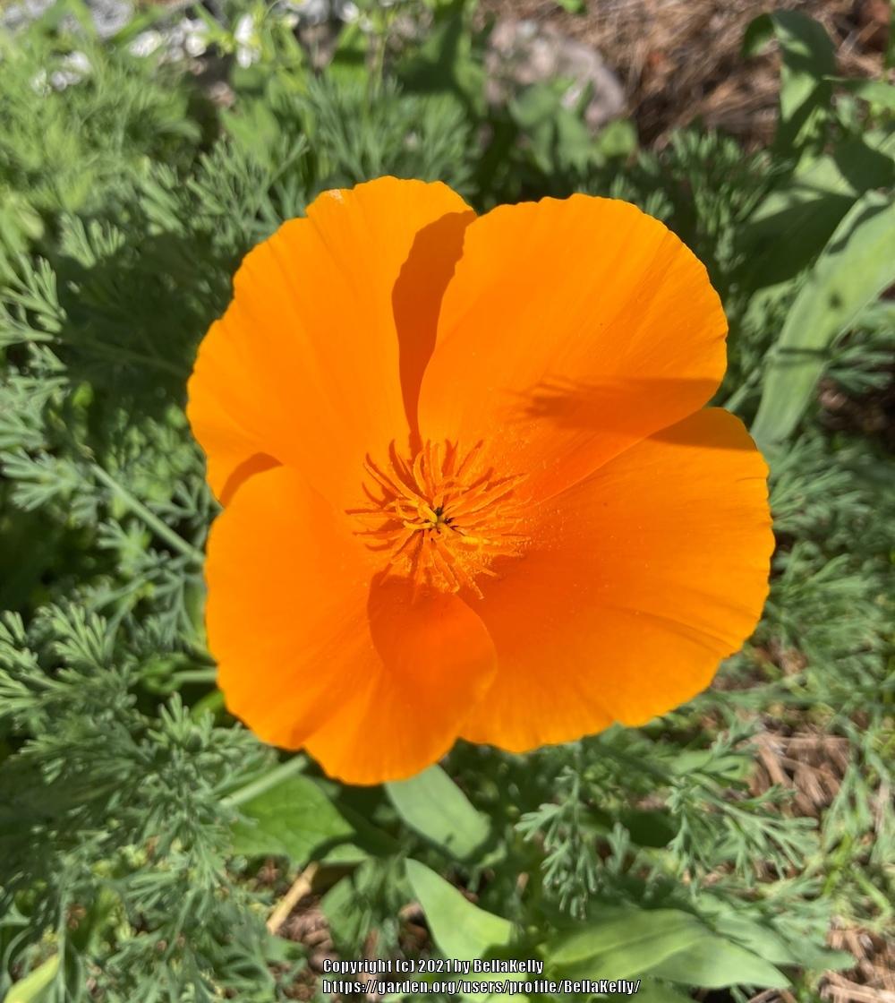 Photo of California Poppy (Eschscholzia californica) uploaded by BellaKelly