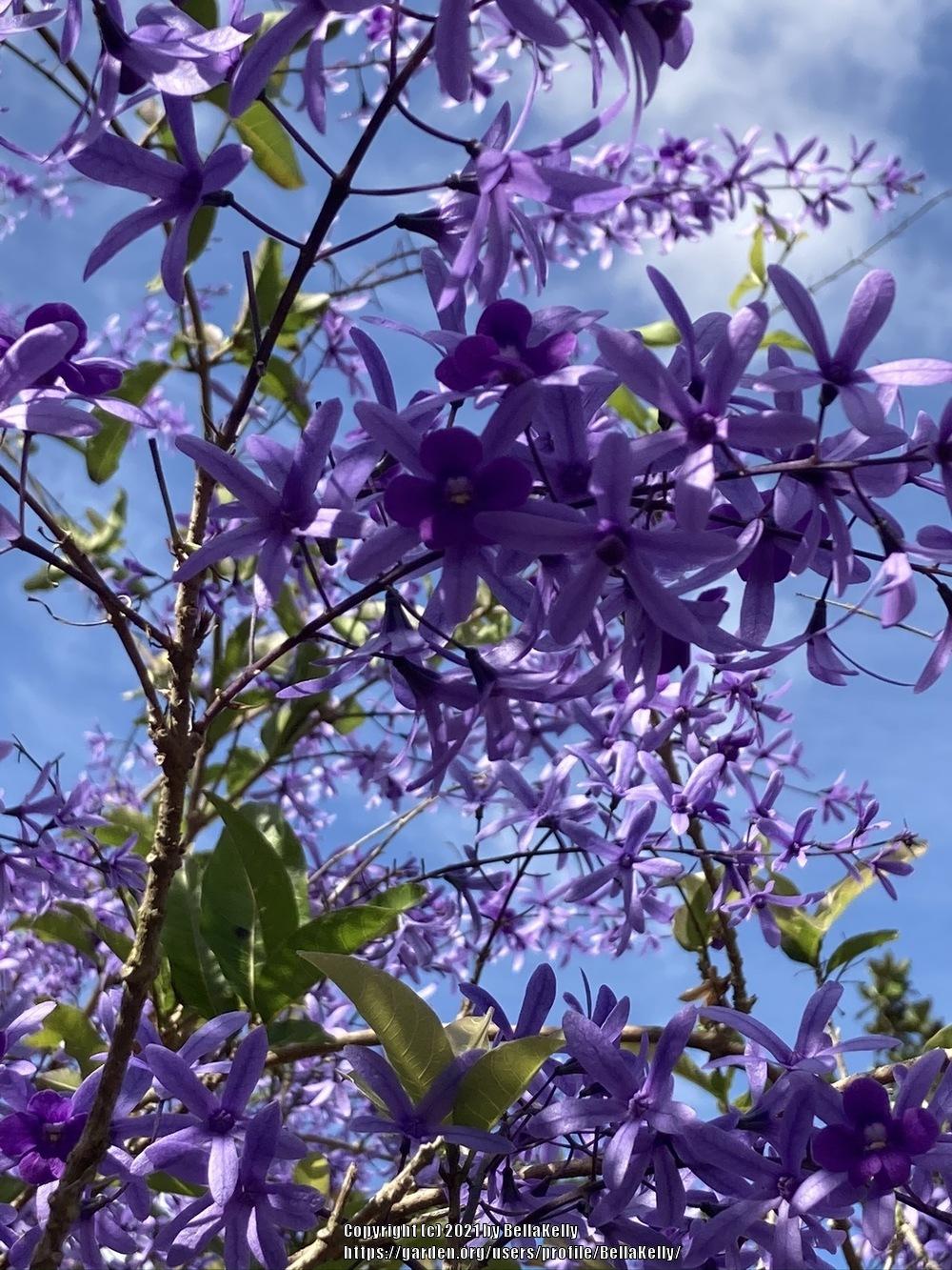 Photo of Queen's Wreath (Petrea volubilis) uploaded by BellaKelly