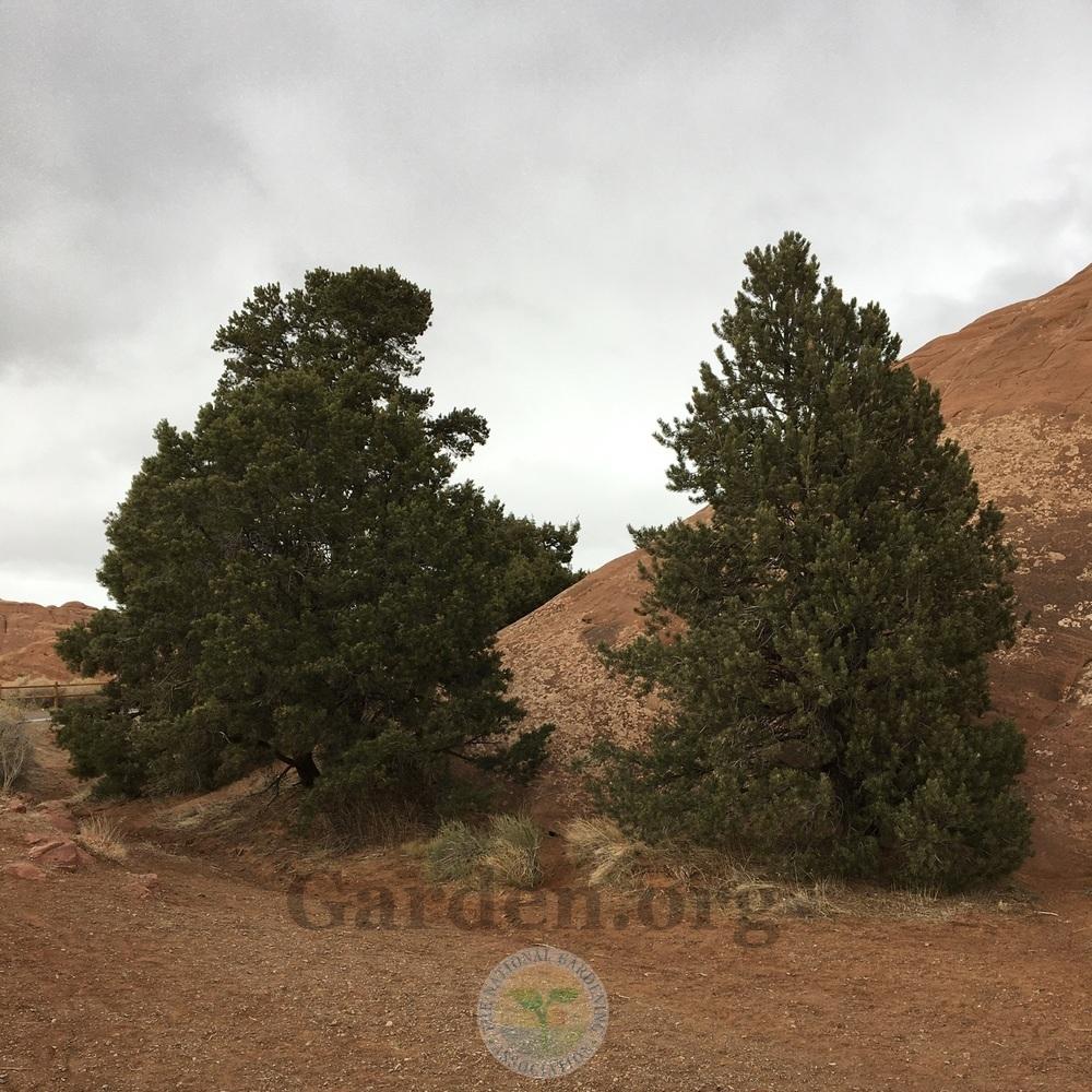 Photo of Two-Needle Pinon Pine (Pinus edulis) uploaded by BlueOddish