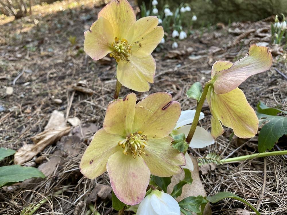 Photo of Hellebore (Helleborus niger Gold Collection® Jacob) uploaded by csandt