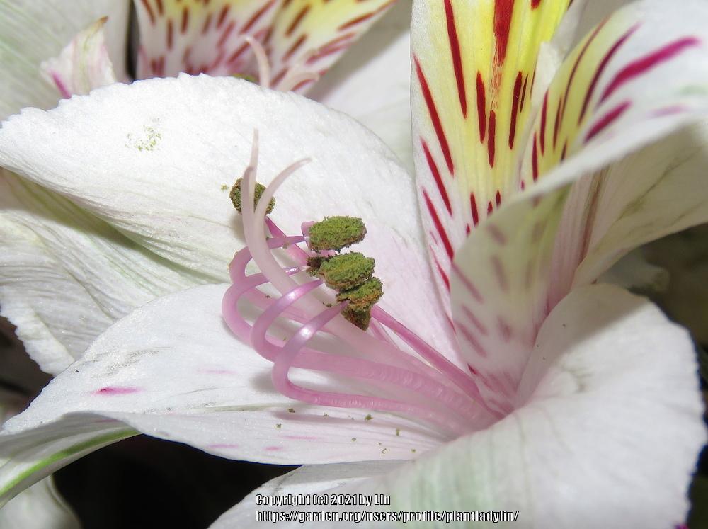 Photo of Peruvian Lilies (Alstroemeria) uploaded by plantladylin