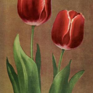 photo from the 1940 catalog, Husebosch's Seed & Bulb Co., Holland
