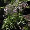 A vigorously spreading miniature hosta with tall flower scapes. T