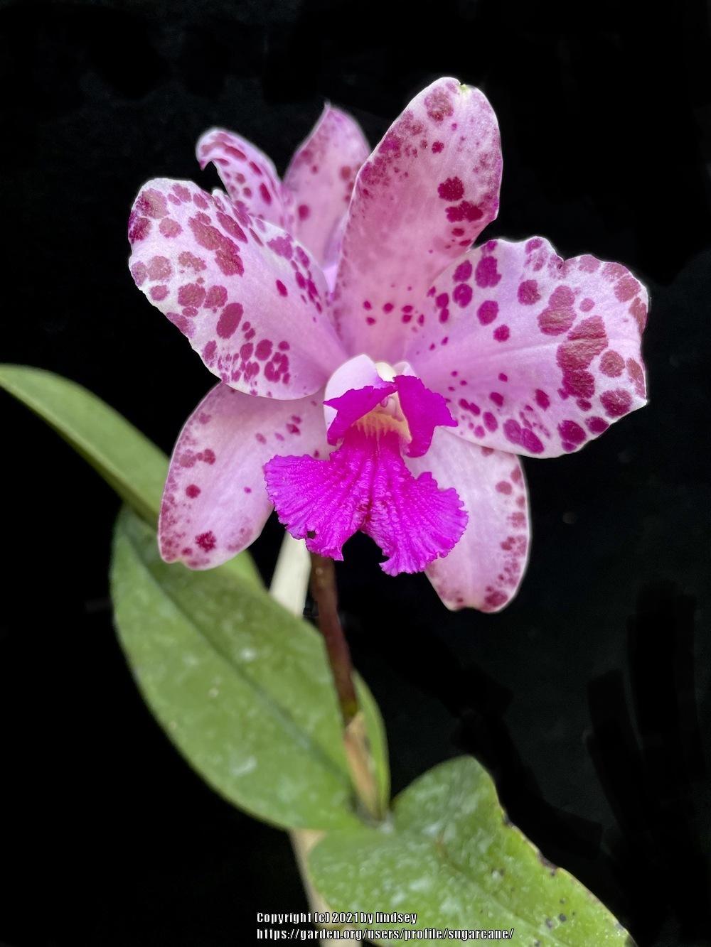 Photo of Orchid (Cattleya amethystoglossa) uploaded by sugarcane