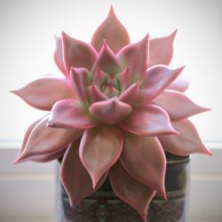 
Date: March 2021
NOID Echeveria; most likely Romeo or related cultivar