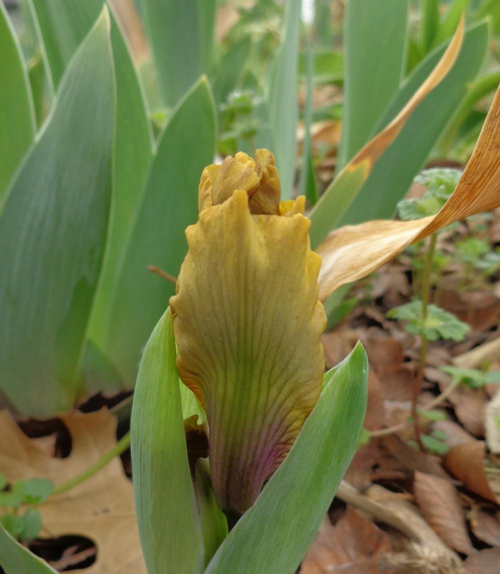Photo of Standard Dwarf Bearded Iris (Iris 'Eye of Newt') uploaded by lovemyhouse