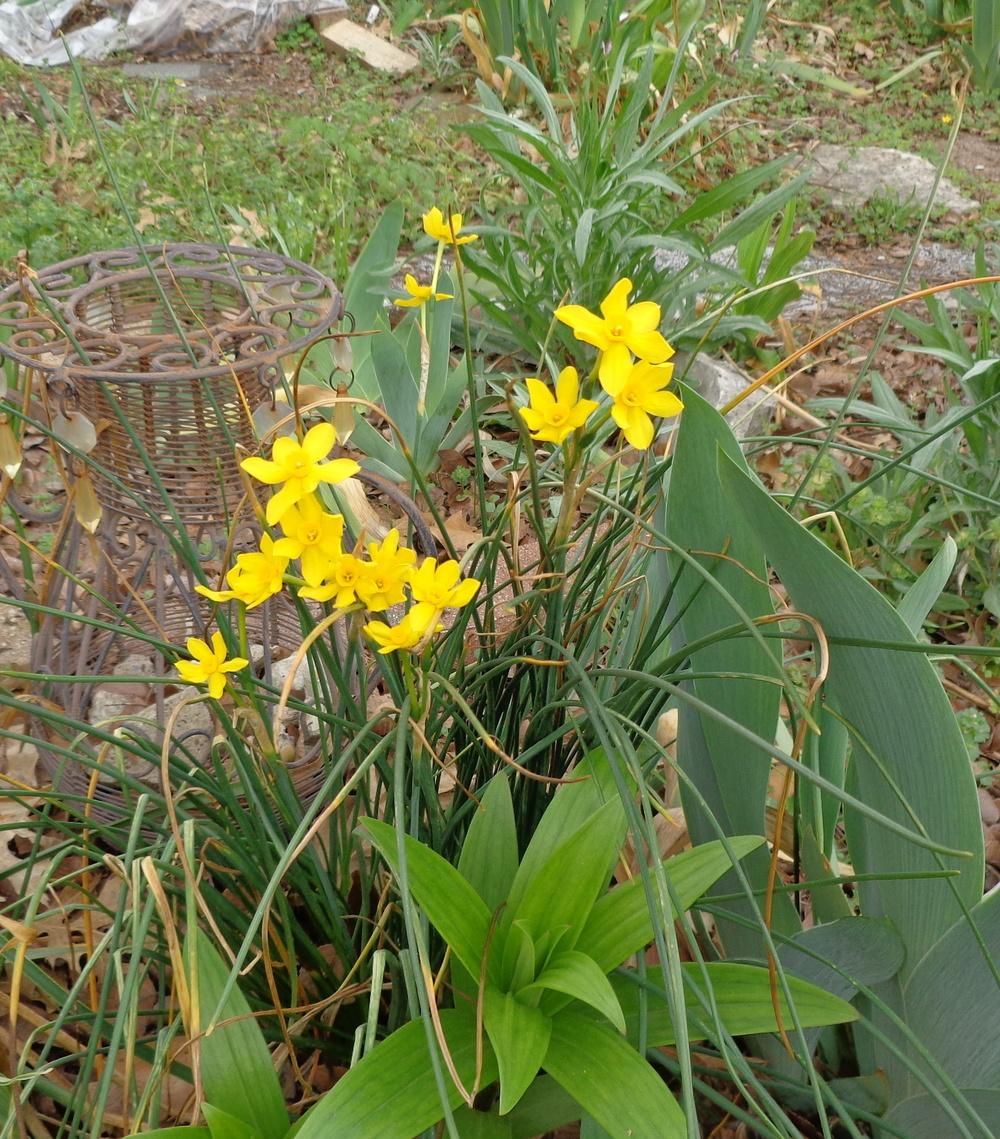 Photo of Species Daffodil (Narcissus jonquilla subsp. jonquilla 'Early Louisiana') uploaded by lovemyhouse
