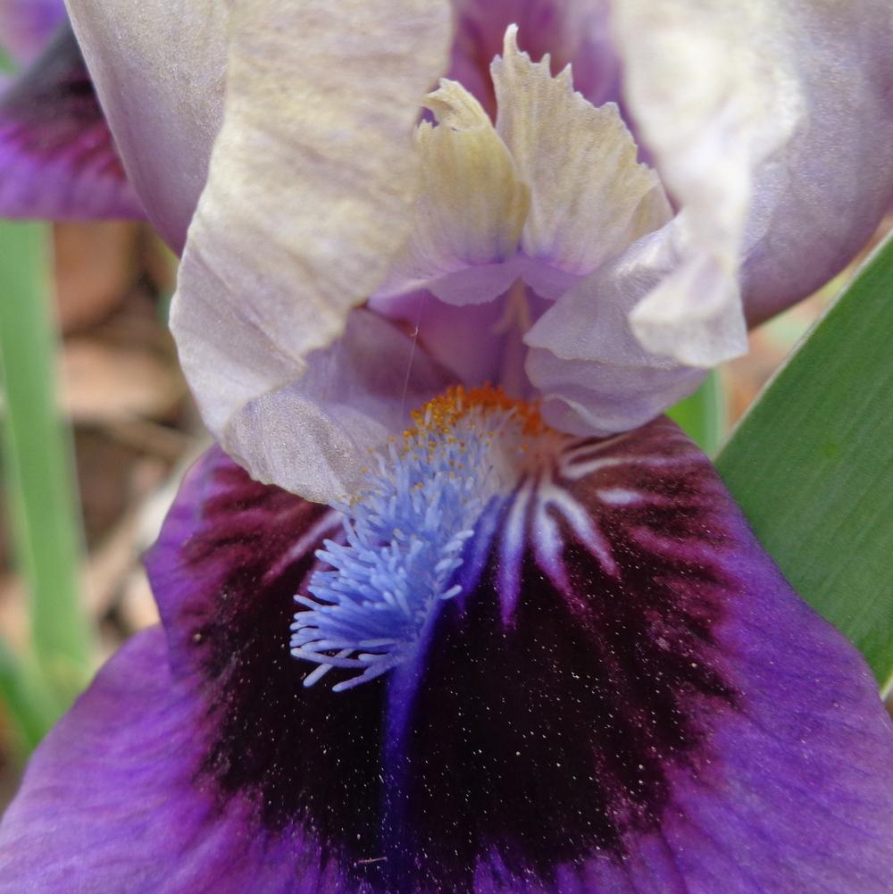 Photo of Standard Dwarf Bearded Iris (Iris 'Abuzz with Charm') uploaded by lovemyhouse