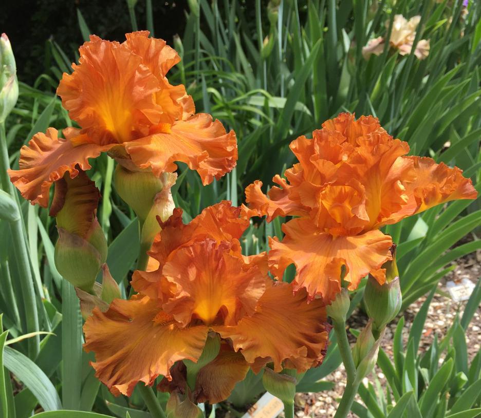 Photo of Tall Bearded Iris (Iris 'Golden Panther') uploaded by MaryDurtschi