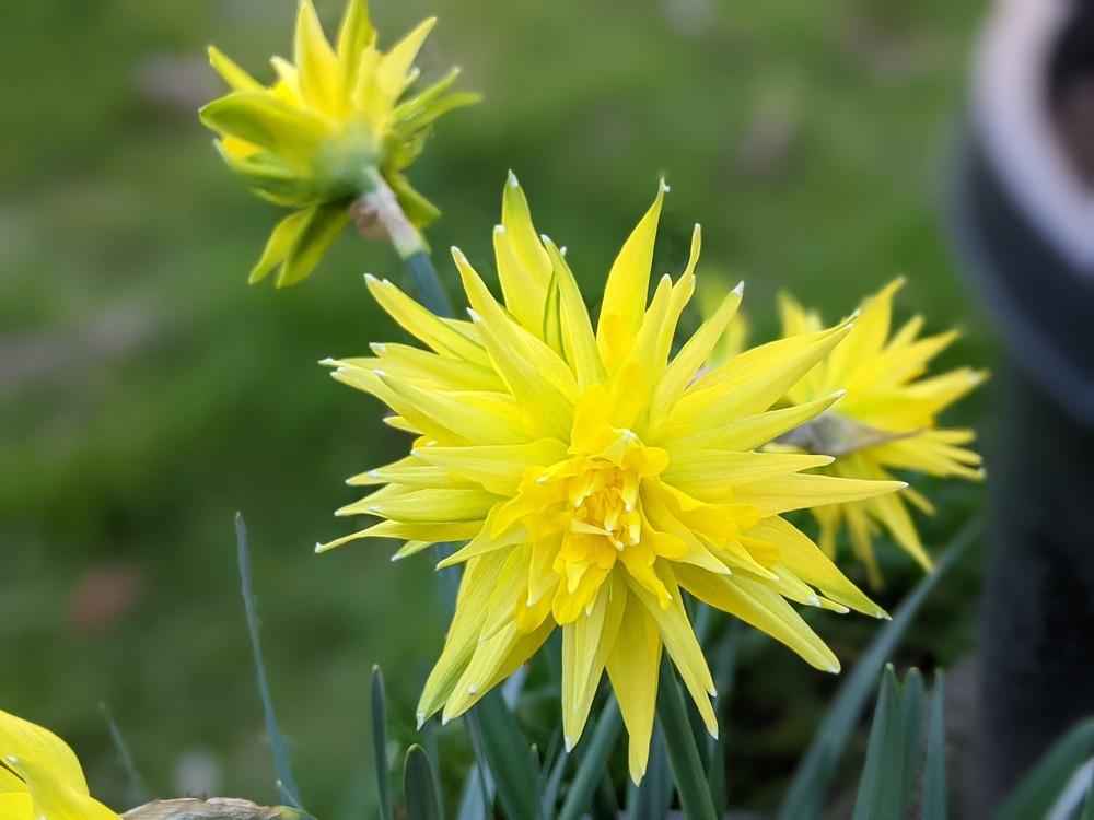 Photo of Double Daffodil (Narcissus 'Rip van Winkle') uploaded by Joy
