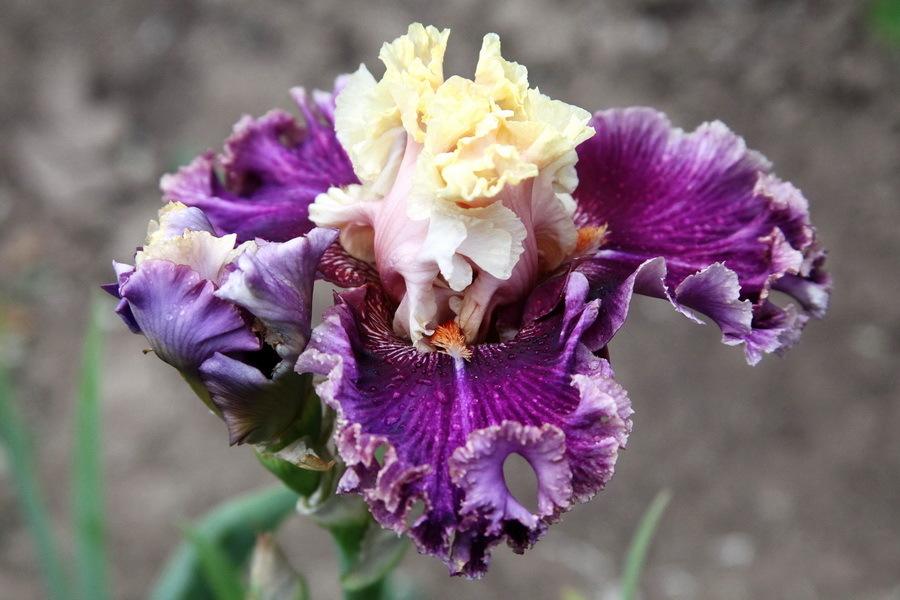 Photo of Tall Bearded Iris (Iris 'Afternoon Colours') uploaded by dimson67