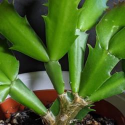 
Date: March 2021
Schlumbergera truncata, started from cutting approx. 2.5 years ag