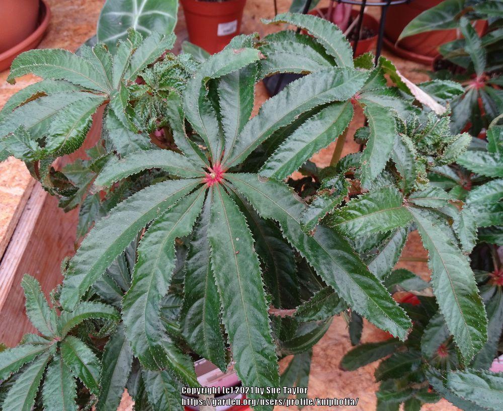 Photo of Palm-leaf Begonia (Begonia luxurians) uploaded by kniphofia