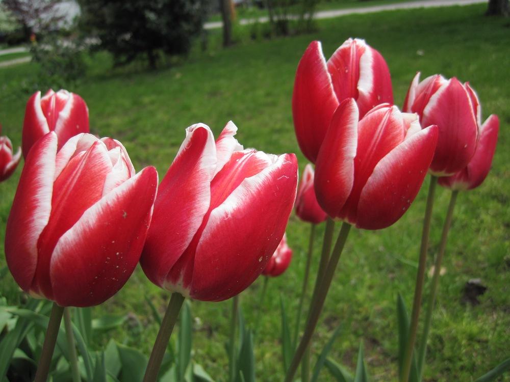 Photo of Triumph Tulip (Tulipa 'Leen van der Mark') uploaded by psudan