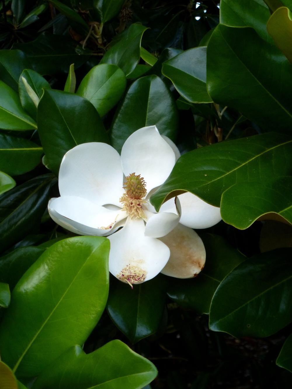 Photo of Southern Magnolia (Magnolia grandiflora) uploaded by scvirginia
