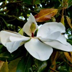 Location: Charleston, SC
Date: 2013-05-17
This neighborhood magnolia looked somewhat 'scaly', but the flowe