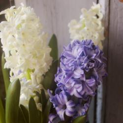 Location: Pennsylvania
Date: 2021-03-02
forced hyacinths blooming in March