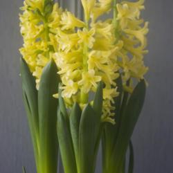 Location: Pennsylvania
Date: 2021-03-15
forced hyacinth 'Yellowstone' blooming in March