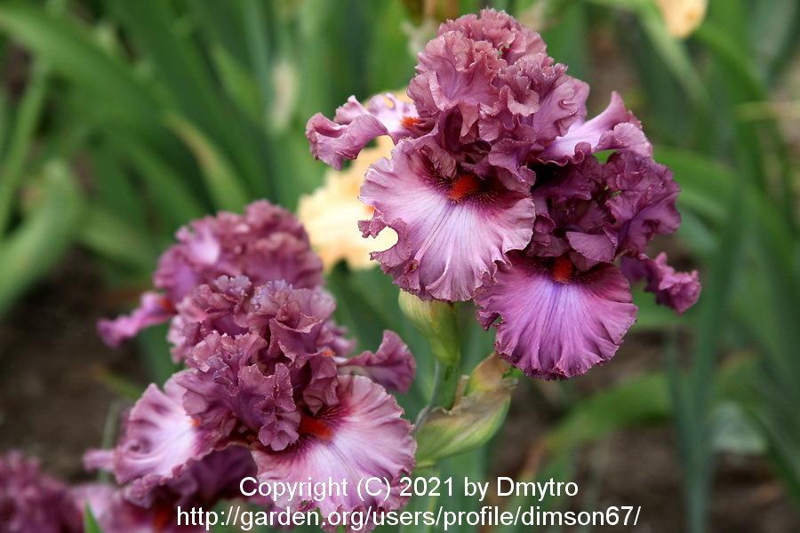Photo of Tall Bearded Iris (Iris 'Asian Plum') uploaded by dimson67