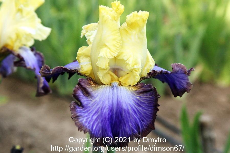 Photo of Tall Bearded Iris (Iris 'Adventurous') uploaded by dimson67