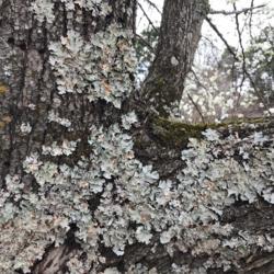 Location: Downtown Russellville
Date: March 16 2021
This lichen found more often on oak trees