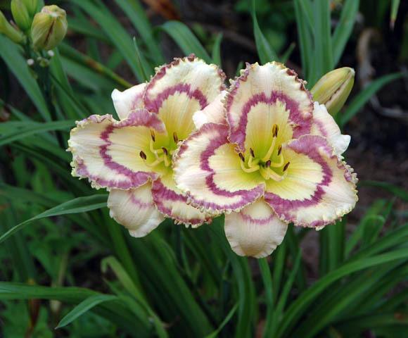 Photo of Daylily (Hemerocallis 'Faberge Easter') uploaded by shive1