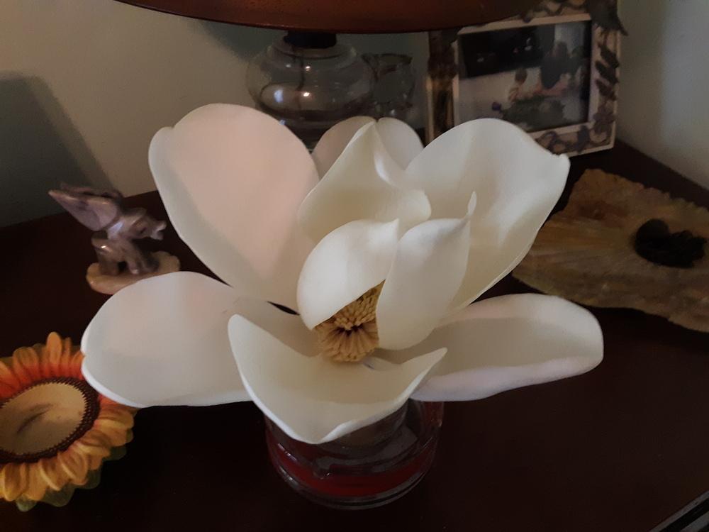 Photo of Southern Magnolia (Magnolia grandiflora) uploaded by gingin