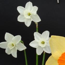 Location: Harrogate Flower Show UK
Date: 2019-04-27