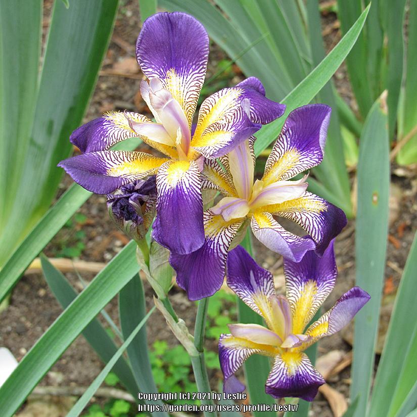 Photo of Tall Bearded Iris (Iris 'Rhythm') uploaded by Lestv
