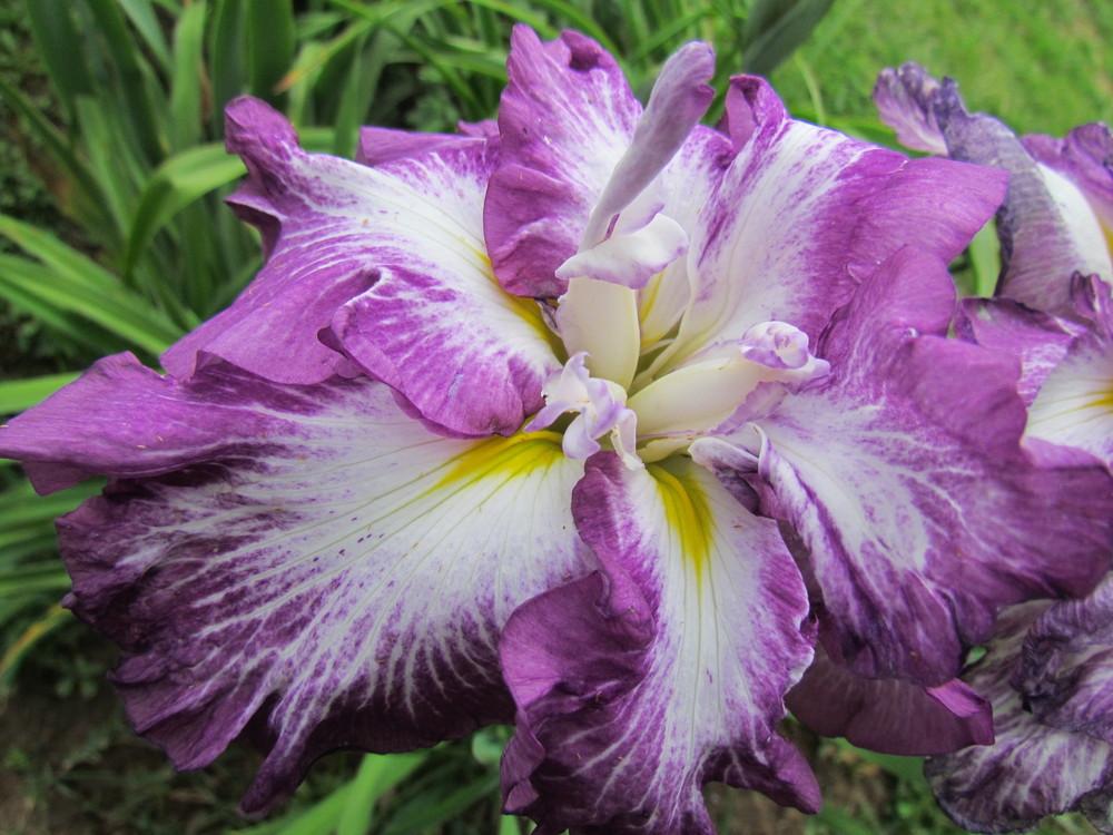 Photo of Japanese Iris (Iris ensata 'Lion King') uploaded by bluegrassmom