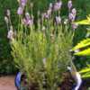 This compact lavender (10"-12") is well suited for pots or rock g