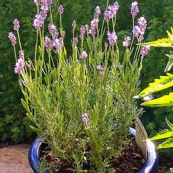 Location: Albuquerque, NM Zone 7b
Date: 6.10.2020
This compact lavender (10"-12") is well suited for pots or rock g
