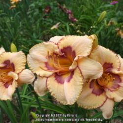 Location: My Garden, Ontario, Canada
Date: 2018-08-03
A hardy and strong blooming cultivar.