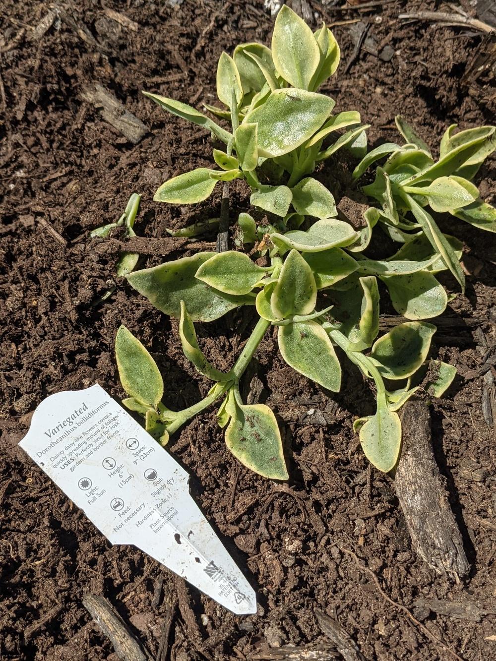 Photo of Baby Sunrose (Mesembryanthemum cordifolium 'Variegata') uploaded by variegatagal