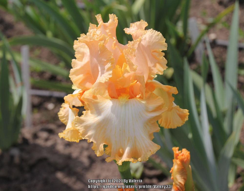 Photo of Tall Bearded Iris (Iris 'Barbara My Love') uploaded by Valery33