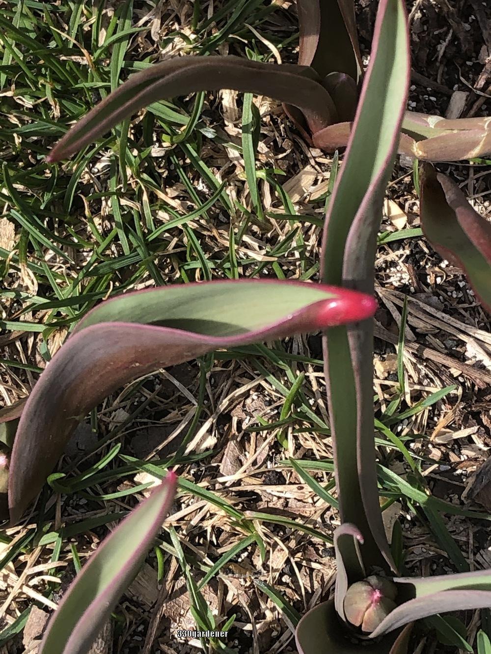 Photo of Species Tulip (Tulipa humilis var. violacea 'Black Base') uploaded by crawgarden