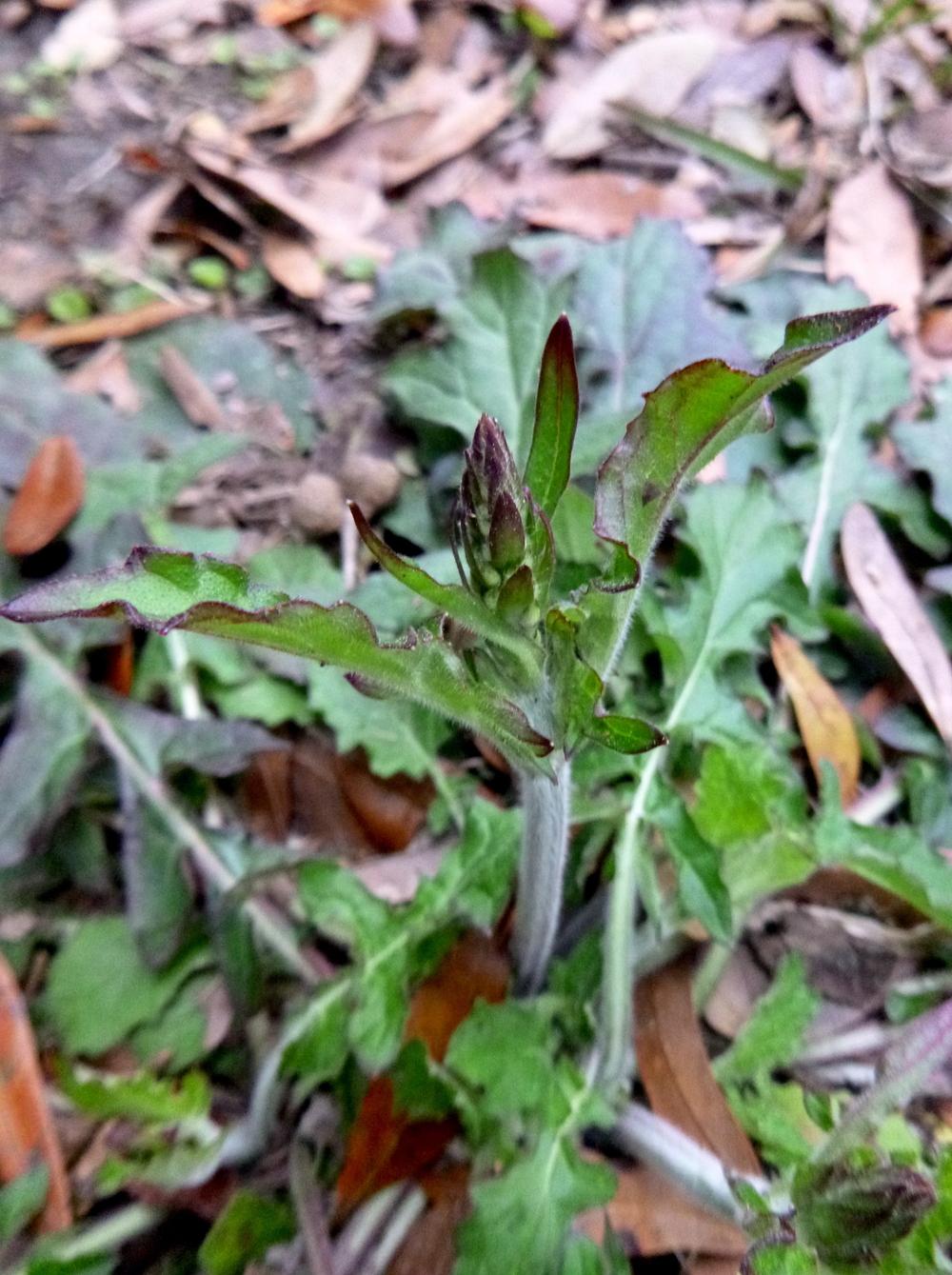 Photo of Lyreleaf Sage (Salvia lyrata) uploaded by scvirginia