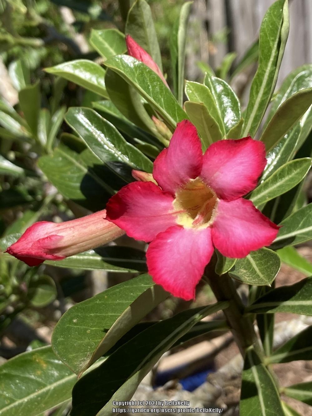 Photo of Desert Rose (Adenium obesum) uploaded by BellaKelly