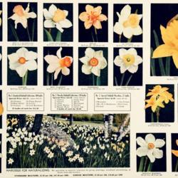 Location: I like the small daff photos, but wonder if whoever designed this ad was drunk— the perspective is all screwy...
Date: c. 1938
photos from the 1938 catalog, H. A. Hyde, Watsonville, California
