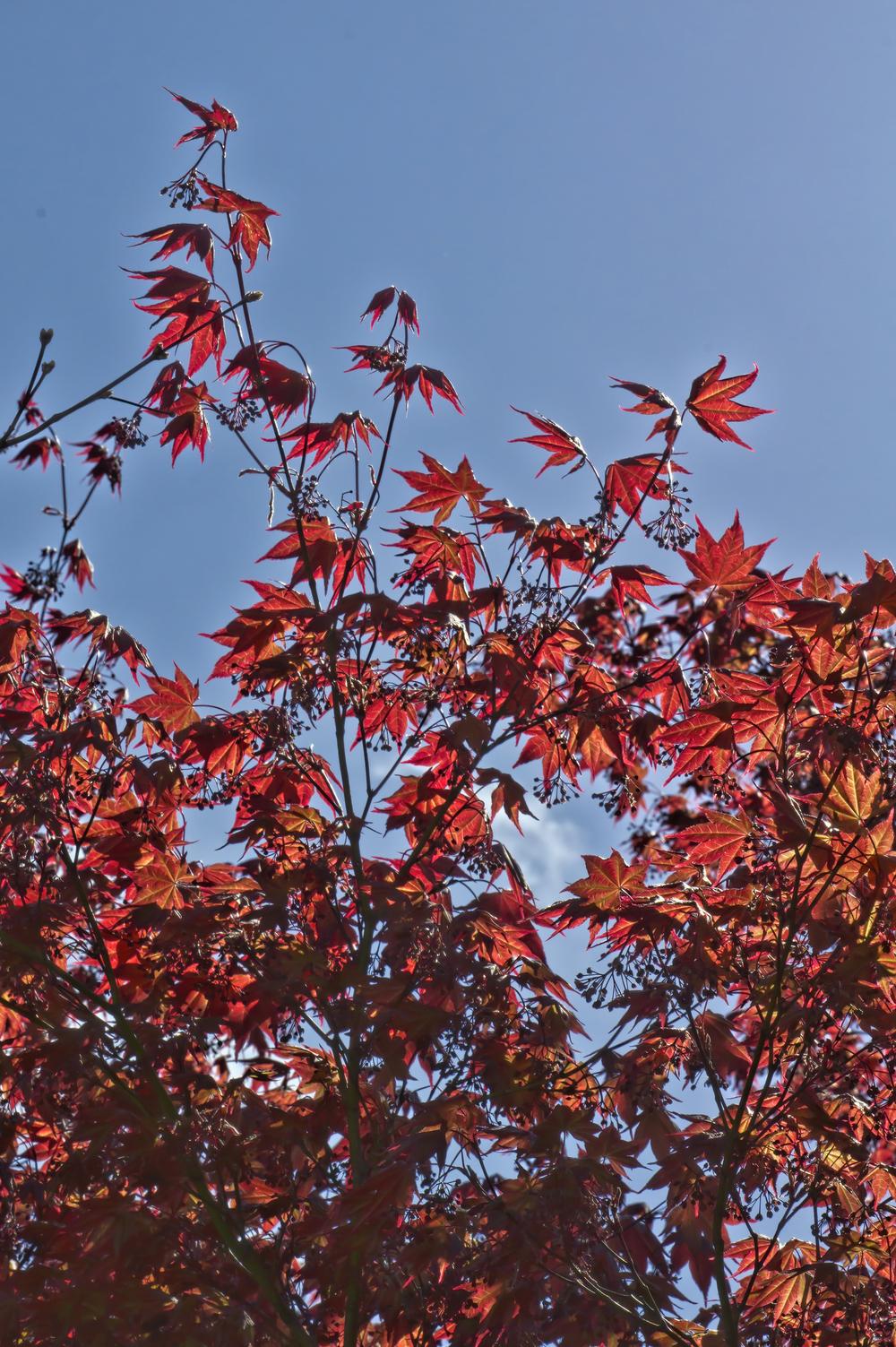 Photo of Japanese Maple (Acer palmatum var. amoenum 'Oshio Beni') uploaded by arctangent