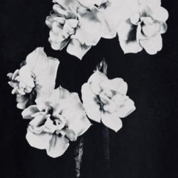 
Date: c. 1937
photo from the 1937 catalog, J. R. McLean Daffodils, Elma, Washin
