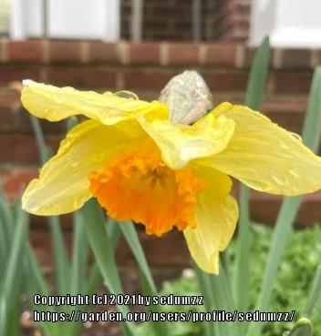 Photo of Large-cupped Daffodil (Narcissus 'Fortissimo') uploaded by sedumzz