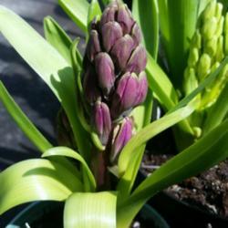 Location: Ontario, Canada
Date: March 27, 2021
Purple hyacinth, approaching bloom. (White hyacinth in background
