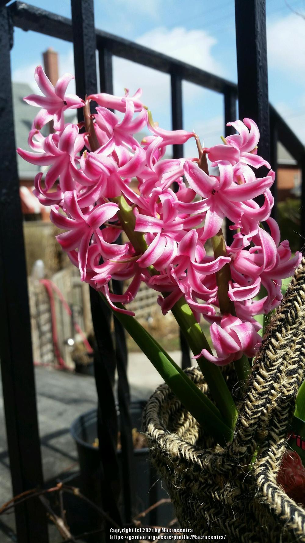 Photo of Hyacinth (Hyacinthus orientalis) uploaded by Macrocentra