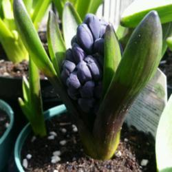 Location: Ontario, Canada
Date: March 27, 2021
Blue hyacinth, approaching bloom.