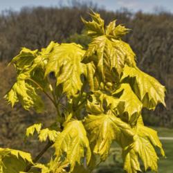 Location: Hidden Lake Gardens, Michigan
Date: 2012-04-12
New leaves of Acer platanoides Princeton Gold® are a beautiful g